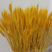 aa老鹰抓小鸡