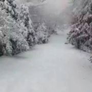 老大的领导人
