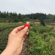 陌上风铃