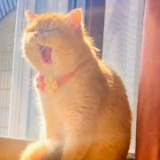 大喵猫哇唔