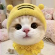 雪翦柯