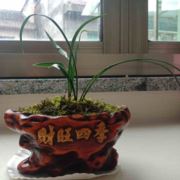 散养放山鸡