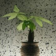 俊朗二狗