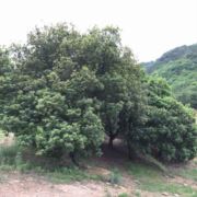 缘来就是你呀呀