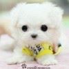 QQ~6859934