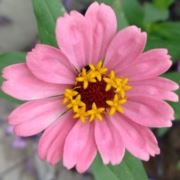 紫菜海带裙带菜