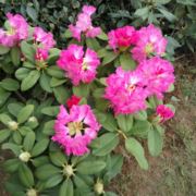 WX~9574801