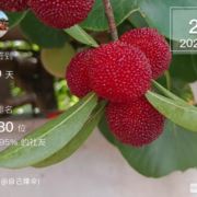 WX~9660500