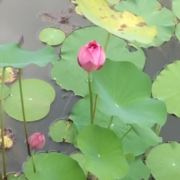 海棠11依旧