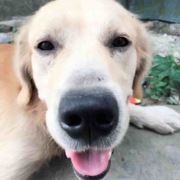 土豆是只狗