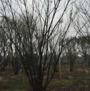 WX~13516266