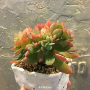 WX~177006293