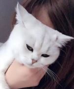 花猫猫乖乖