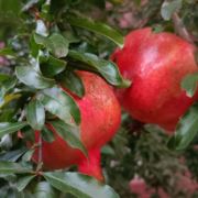 tcy~186384636