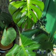 月光打入我心房