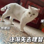 溏心何包蛋