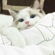 萤火之森_rhy