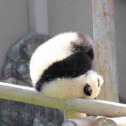 劐骑