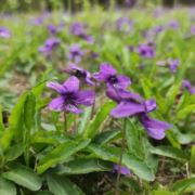 向阳花80