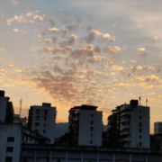 tcy~186675356