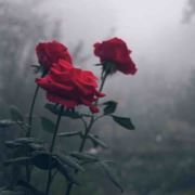 WX~186729905