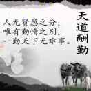 青叶绿萝