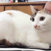 小牛627