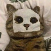东张西望一只猫