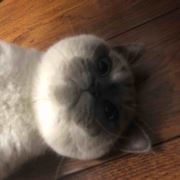 叮咚叮咚呀