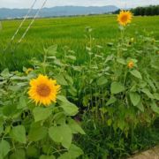 走过许多年
