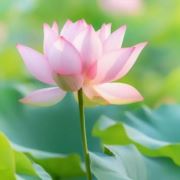 荷烟漫塘