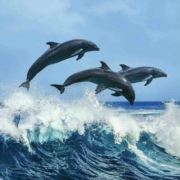 海豚游泳培训