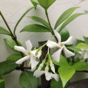 菠萝蜜波波105