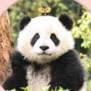 毛毛熊大