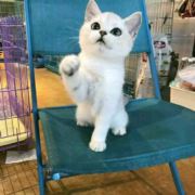 猫拳警告