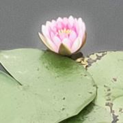 玉壶冰激凌