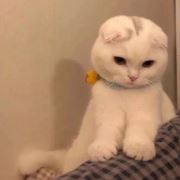 94小胖子