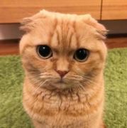 会骗人的条子