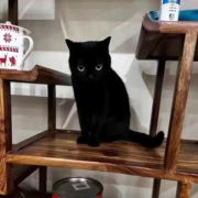 冰心阿