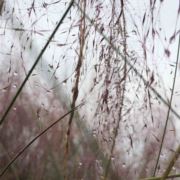 蜜豆168