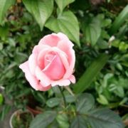 绿水无忧568
