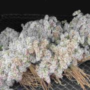 随风825
