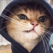 野猫不受训
