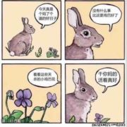 蜉蝣Mr海洋
