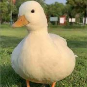 嵊州柯尔鸭养殖