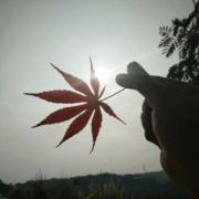 阿凉吖