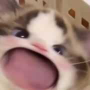二次元刀哥