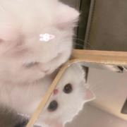 盐盐aa