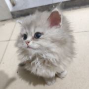 爱猫人士883