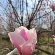 梁湖东片宁